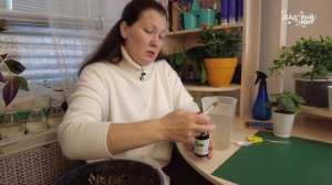 ХРИЗАНТЕМА МУЛЬТИФЛОРА ПОСЛЕ ЗИМЫ - КАК РАЗБУДИТЬ. ЧТО