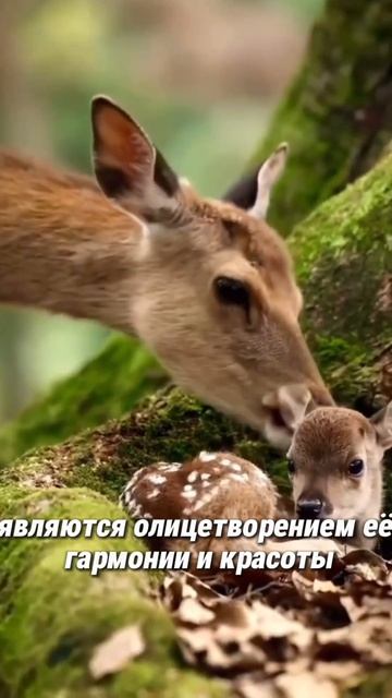 Что может быть прекраснее 🍃#природа #мудрость #красот смотреть онлайн