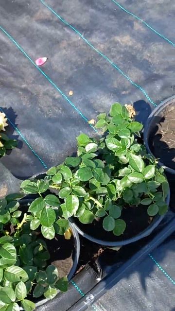 роза ЗКС Хензенштат Росток. к продаже готов! смотреть онлайн