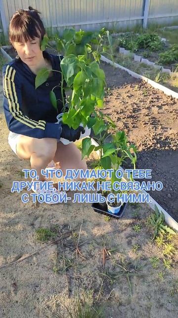 Ну что, садоводы, всё посадили??? #огород #дача #нашдом #с смотреть онлайн