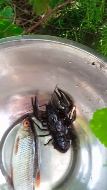 Ура,,,Рак и рыба,,,есть уха!!! смотреть онлайн