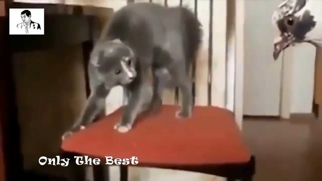Приколы с кошками 2014 приколы над животными Funny animals выпуск #1 от ВладюхаЗажимает смотреть онлайн