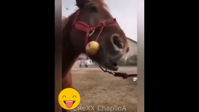 Отборные ржачные приколы для взрослых!СМОТРЕТЬ ВСЕМ! BEST HUMOR!#18!ДЕТЯМ НЕ СМОТРЕТЬ!РЖАКА!ПРИКОЛЫ смотреть онлайн
