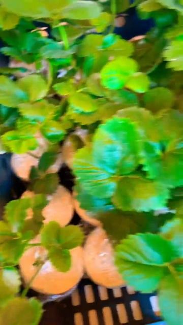 Отправляем рассаду клубники по всей России из Крыма смотреть онлайн