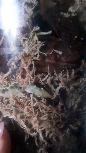 Прекрасный результат пересадки #orchid #орхидеи #хорошее? смотреть онлайн