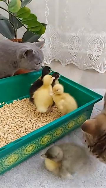 СЪЕСТЬ или НЕ ЕСТЬ, ВОТ В ЧЁМ ВОПРОС! #pets #кошки смотреть онлайн