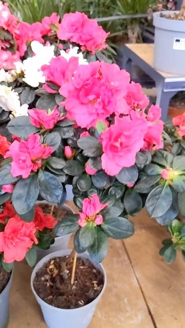 Азалія в Епіцентрі: палітра кольорів та видів на будь-? смотреть онлайн