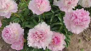 Пион Angel Cheeks