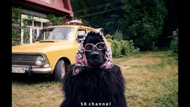 ФОТО ПРИКОЛЫ ВЫПУСК 1 Мой хозяин идиот смотреть онлайн