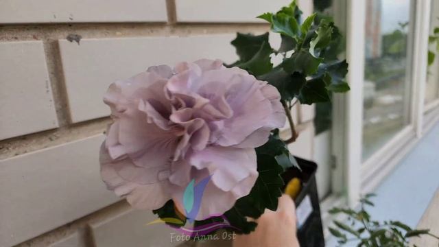 Formosa Sweet Taros Cake #Annaost #Гибискус #hibiscus #GeraGibis #герагибис #цв смотреть онлайн
