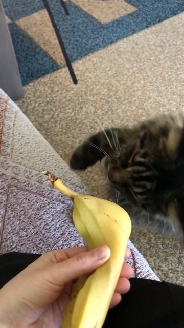 Шерхан ест банан #мейнкуны #домашние животные #коты смотреть онлайн