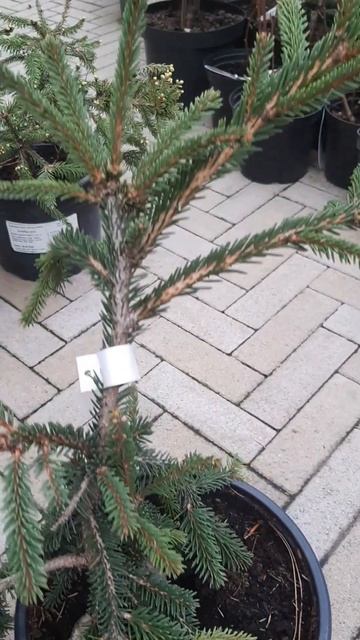 🌲Ель Ротенхаус редкость | Telegram: https://t.me/love_is_hvoiny_dvorik смотреть онлайн