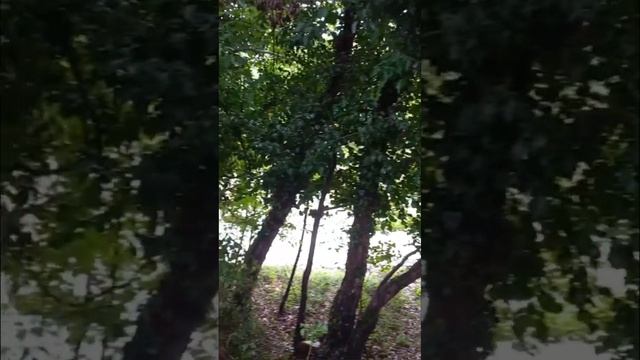 Часть 1. Горная речка смотреть онлайн