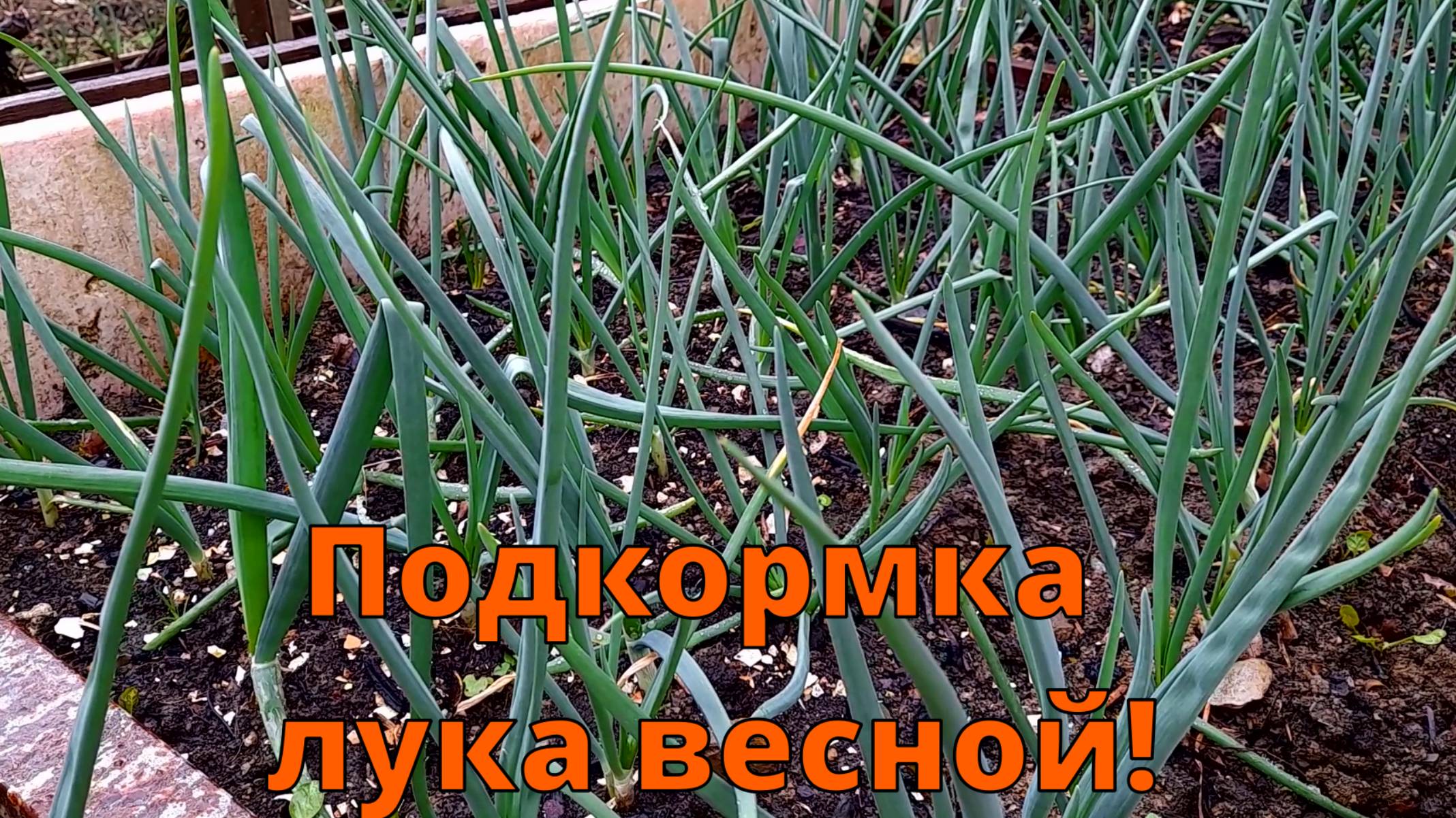 ЛУК ВЕСНОЙ: ПЕРВАЯ ПОДКОРМКА ЛУКА ВЕСНОЙ смотреть онлайн