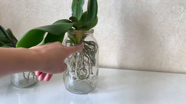 Орхидеи в пустой банке, мои наблюдения и опыт. смотреть онлайн