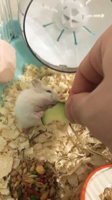 Hamster is eating a cucumber 🥒 / хомяк ест огурец 🥒/仓鼠吃黄瓜 смотреть онлайн