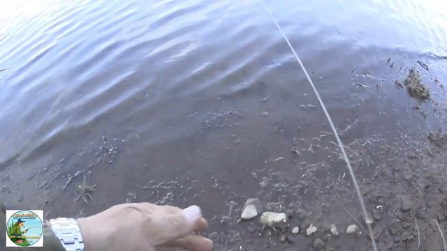 ЧЕХОНЬ на РЕЗИНКУ. С майской рыбалкой на чехонь начина