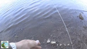 ЧЕХОНЬ на РЕЗИНКУ. С майской рыбалкой на чехонь начина