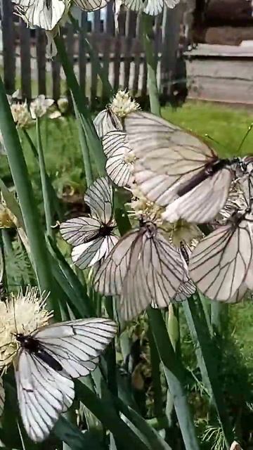 ОБЛЕПИЛИ ЛУК БАТУН смотреть онлайн