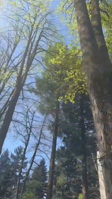 Красная Поляна⛰️ #курорт #парк смотреть онлайн