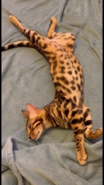 Работа Марсюши - спать, есть и играть! #cat #cats #юмор #котя? смотреть онлайн