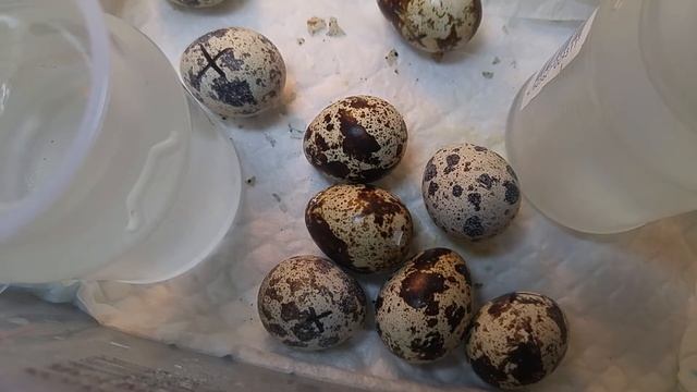 Возможный наклев. Разведение перепелов и инкубация яиц из магазина на батарее в квартире смотреть онлайн