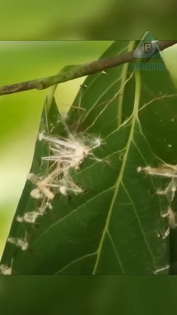 Славка портниха Птица, которая умеет шить!!!#shorts#живот смотреть онлайн