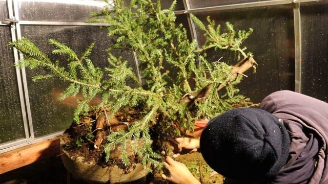 Пересаживание ели обыкновенной. Заготовка под бонсай смотреть онлайн