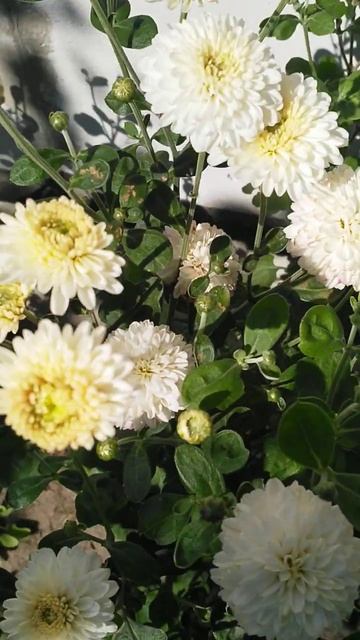 white chrysanthemums #shorts #shortsvideo #цветынадаче #красота #relax #прир? смотреть онлайн