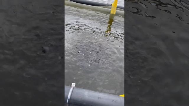 Кормление африканского сома #белугафиш #осетр #осетро?