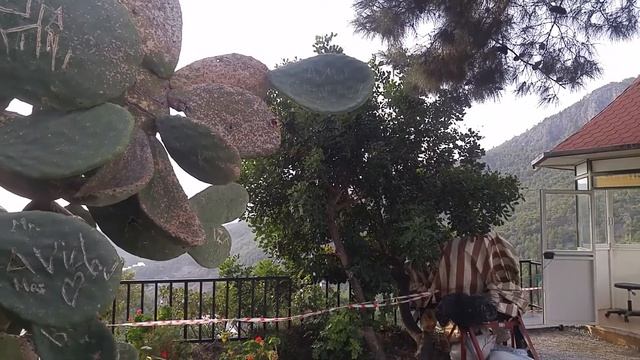 Бедный кактус или вандалы среди нас. смотреть онлайн