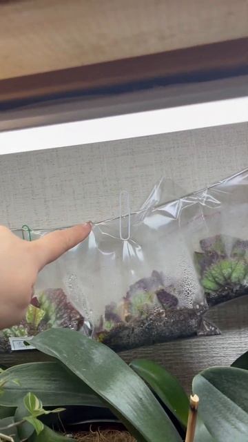 Удачный опыт по выращиванию бегоний #бегонии #бегонии? смотреть онлайн