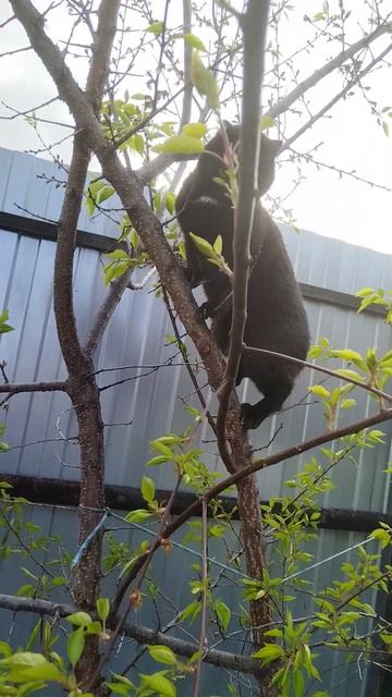 Кошка-птичка🤣 Муся на абрикосе. #абрикос #кошка #огород #дача #garden #садоводничество