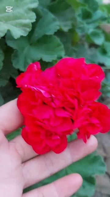 N:319 Geran guli#gullar #flowers #shortvideo #цветы #pelargonium смотреть онлайн