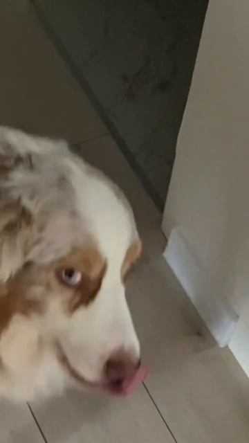 ГОВОРЯЩИЙ ПЕС?! #квартира #жизнь #ремонт #собака #shorts #в? смотреть онлайн