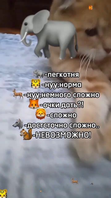 Присмотритесь,там есть белка!#сима #симка #кошка #кот #т смотреть онлайн