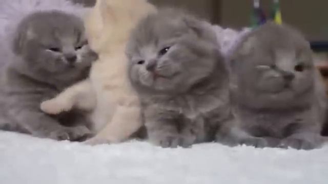 Котята шотландской вислоухой породы смотреть онлайн