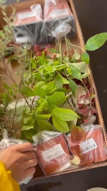 Упаковываем ваши заказы с любовью и заботой ❤️ #garden #с смотреть онлайн