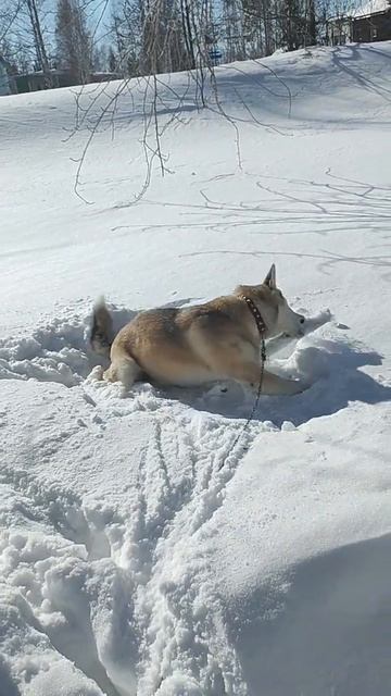 Один в поле воин♥️👍Снежка королева воинов👑♥️#суп? смотреть онлайн