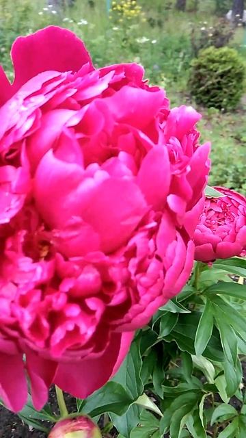 Шикарные ПИОНЫ! #shorts #shorts2024new #flowers #nature #пионы #красота смотреть онлайн