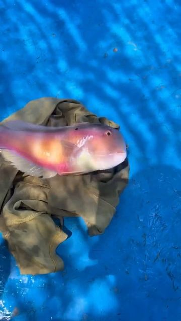 Самое свежее САШИМИ может быть только на рыбалке #fishing смотреть онлайн