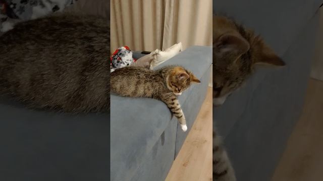 да-да это произошло Пиф болел очень долго и мы его усып смотреть онлайн