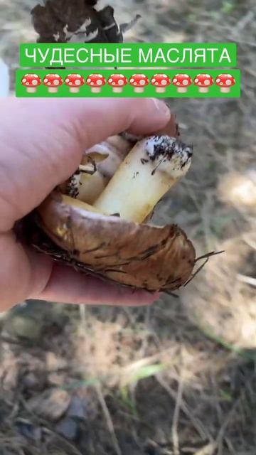 Класные маслята🍄🍄🍄🍄 #грибы #грибы2023 #2023 #съедобные смотреть онлайн