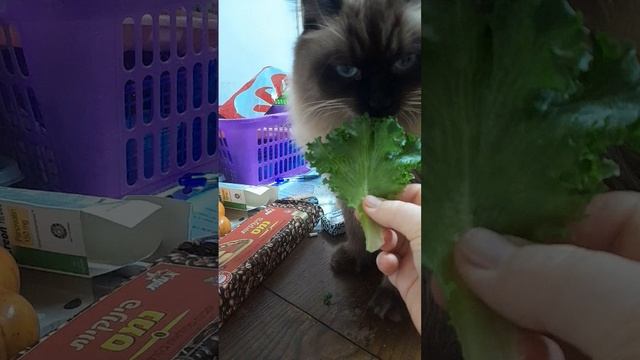 Cat Mike eats salad.Кот ест салат Лелик.#funydogscatss смотреть онлайн
