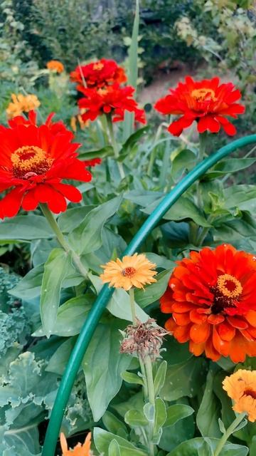 #поёт #душа #душапоёт #места #родные #россия #природа #цв смотреть онлайн