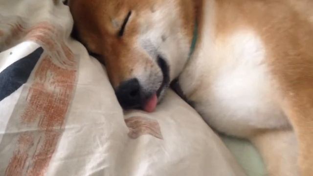 Спящая шиба / Sleeping shibe / хаха / смешной пёс / прикол / смешная собака смотреть онлайн