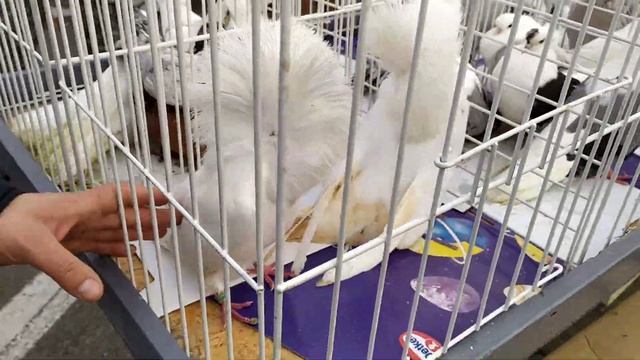 Выставка голубей 2021 смотреть онлайн