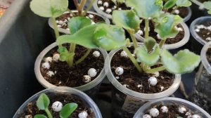 Как я выращиваю деток фиалок.