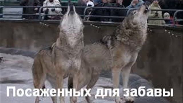 *Cерый Кардинал*  Жизнь по ПОНЯТИЯМ