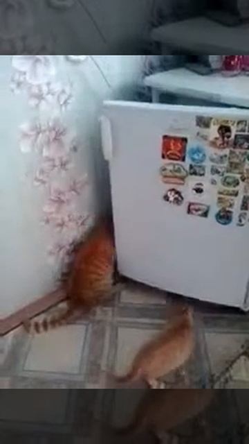 Наглый Котэ сколько не корми всё равно в холодильник л смотреть онлайн